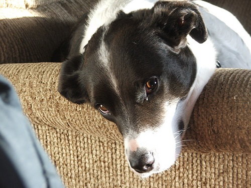epoxy mutt